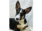 Adopt Renegade a Border Collie