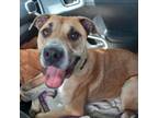 Adopt Henry a Pit Bull Terrier
