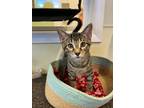 Adopt Mayfly a Domestic Short Hair