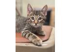 Adopt Cicada a Domestic Short Hair