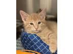 Adopt Katydid a Domestic Short Hair