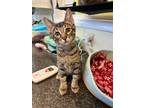 Adopt Cricket a Domestic Short Hair