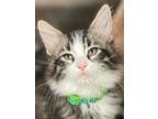 Adopt Luna Moth a Domestic Long Hair