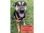 Adopt Shi a Shepherd, Hound
