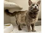 Adopt Baloo a Domestic Long Hair, Domestic Short Hair