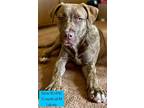 Adopt Storm a Labrador Retriever, Hound