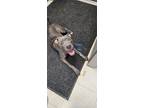 Adopt Donavon a Pit Bull Terrier, Hound