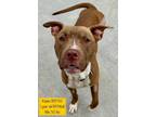 Adopt Kasen a Pit Bull Terrier, Hound