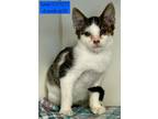 Adopt Twister a Domestic Short Hair