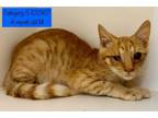 Adopt Category 5 a Domestic Short Hair