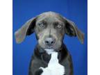 Adopt Gale 081304S a Labrador Retriever