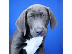 Adopt Peeta 081305S a Labrador Retriever