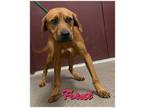 Adopt Forest a Labrador Retriever, Mixed Breed