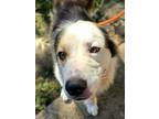 Adopt Huckleberry a Great Pyrenees, Mixed Breed