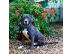 Adopt Creek a Labrador Retriever