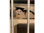 Adopt Beans a Domestic Short Hair