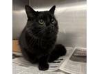Adopt Jinx a Domestic Medium Hair