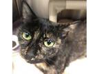 Adopt Sheila a Domestic Short Hair