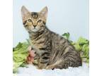 Adopt Nello a Domestic Short Hair