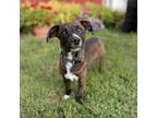 Adopt Ned--In Foster***ADOPTION PENDING*** a Terrier
