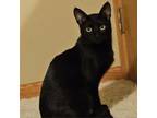 Adopt Flynn a Domestic Short Hair