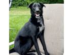 Adopt Eddie--In Foster***ADOPTION PENDING*** a Labrador Retriever