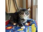 Adopt Cletus--In Foster***ADOPTION PENDING*** a Domestic Medium Hair