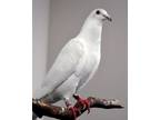 Adopt Blessing a Pigeon