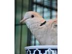 Adopt Larry (companion To Baby E Junior) a Dove