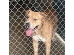 Adopt Hot Dog Bun a Pit Bull Terrier