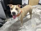 Adopt Brock a Pit Bull Terrier