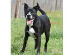 Adopt George Bailey a Border Collie, Terrier
