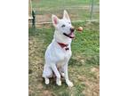 Adopt Kris a Husky