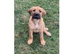 Adopt Bo a Boxer, Australian Cattle Dog / Blue Heeler
