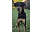 Adopt Ollie Lonestar a Great Dane
