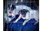 Adopt Zero a Bluetick Coonhound