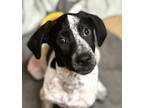 Adopt Uno a Bluetick Coonhound