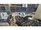 Adopt Mateo a Domestic Short Hair