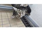 Adopt Maximo a Domestic Short Hair