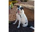 Adopt Dougall a Australian Shepherd, Border Collie