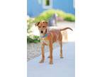 Adopt Hunter a Hound, Shepherd