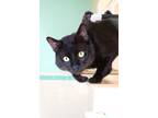 Adopt Preston a Domestic Short Hair