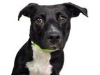 Adopt Luigi a Pit Bull Terrier, Mixed Breed