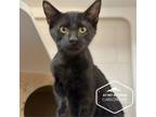 Adopt Welch a Domestic Short Hair
