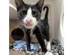 Adopt Martinelli a Domestic Short Hair