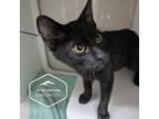 Adopt Mott a Domestic Short Hair