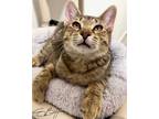 Adopt Luc a Domestic Short Hair