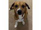 Adopt Theo a Labrador Retriever, Mixed Breed