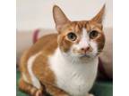 Adopt Walter a Domestic Short Hair