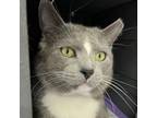 Adopt Vision a Domestic Short Hair